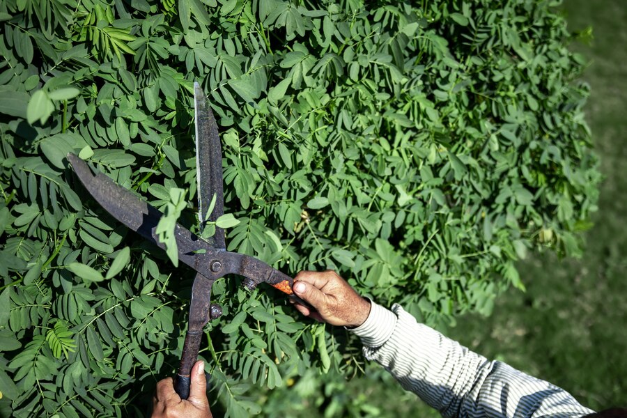 old-gardener-cuts-bush-with-large-metal-old-pruning-shears_169016-10698 landscape-gardening-services